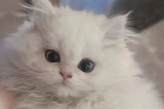 女子发现猫咪惨死洗衣机中,怀疑合租者系凶手,当事人:哭了三天还做噩梦 女子发现猫咪惨死洗衣机中,怀疑合租者系凶手,当事人:哭了三天还做噩梦