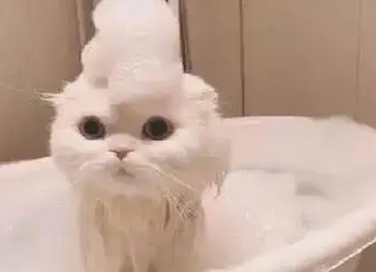 小猫可以洗澡吗