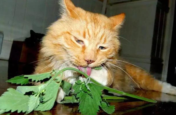 再也不给猫吃木天蓼了