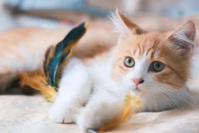 小猫多大发情