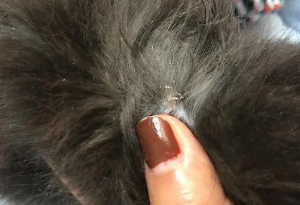 小猫身上有虫子爬的很快
