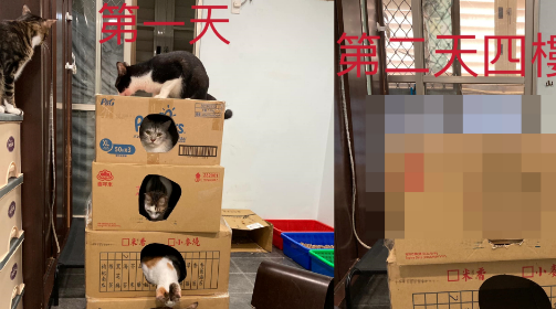 帮猫猫盖纸箱大厦,隔天一看四楼竟然塌陷到三楼! 帮猫猫盖纸箱大厦,隔天一看四楼竟然塌陷到三楼!