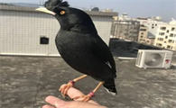 小八哥鸟怎么快速训练说话