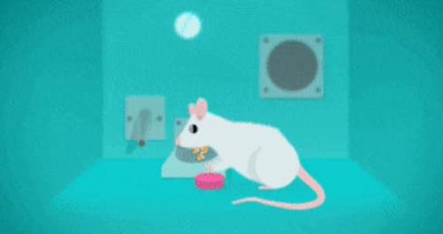 重磅发现！猫咪喜欢不劳而获？