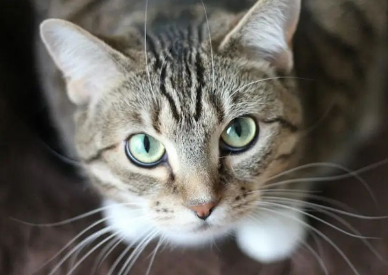 流浪猫的心事:如何解读它们的求抱信号? 流浪猫的心事:如何解读它们的求抱信号?