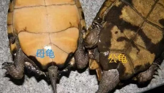 怎么判断乌龟公母 怎么判断乌龟公母