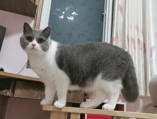 一岁的猫咪多重才正常
