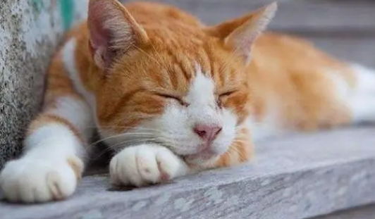 怎么判断猫咪发没发烧