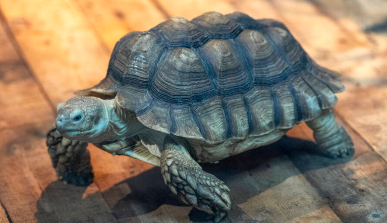 苏卡达陆龟7年长多大