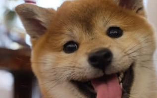 柴犬暖心照顾宝宝,因眼神太有爱而走红,主人却说它是在报恩 柴犬暖心照顾宝宝,因眼神太有爱而走红,主人却说它是在报恩