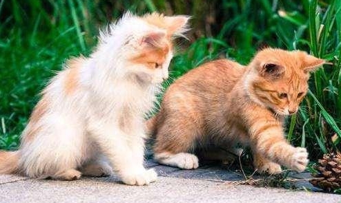 小猫太调皮该怎么管教