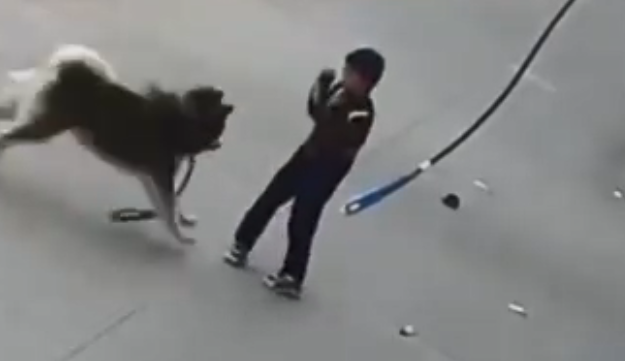 1米高的阿拉斯加犬跳起扑倒撕咬小学生，主人：它挣断了绳索，愿赔医药费