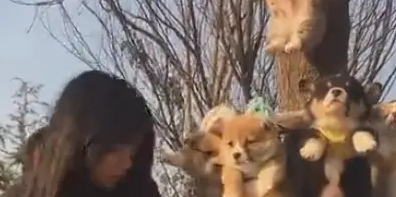 小奶狗洗完澡要乱跑,主人只好将它们挂起来晒干,场面萌翻 小奶狗洗完澡要乱跑,主人只好将它们挂起来晒干,场面萌翻