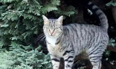 戏精猫每天离家出走,假装自己是流浪猫博取同情,让好心人喂食 戏精猫每天离家出走,假装自己是流浪猫博取同情,让好心人喂食
