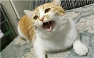 小猫一直叫是怎么回事