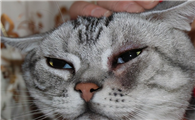 小猫有泪痕怎么处理