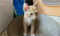 小猫嘎嘎嘎是什么意思