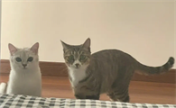 养猫的男人
