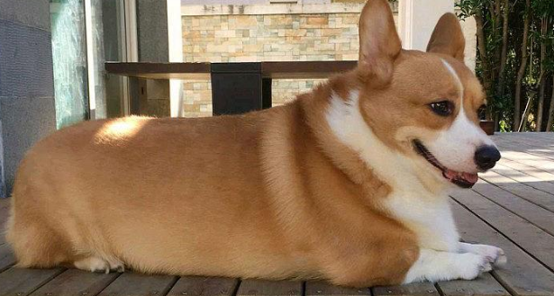 柯基的尾巴为什么要剪掉