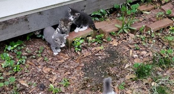 流浪猫妈妈遇到好人,隔天介绍给小猫:孩子们快出来 流浪猫妈妈遇到好人,隔天介绍给小猫:孩子们快出来