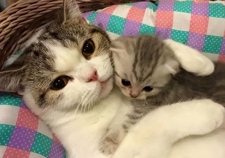 小猫什么时候断奶 小猫什么时候断奶