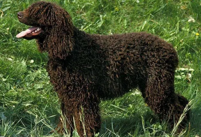 爱尔兰水猎犬好养吗 选择一只适合自己的狗 爱尔兰水猎犬好养吗 选择一只适合自己的狗