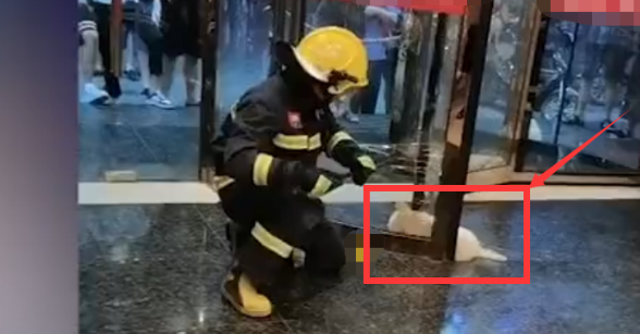 宠物狗未拴绳被卡酒店旋转门,消防员为救狗砸门,旋转门价值千元 宠物狗未拴绳被卡酒店旋转门,消防员为救狗砸门,旋转门价值千元