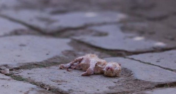 流浪猫见人就叫唤,路人都没搭理它,反应过来为时已晚! 流浪猫见人就叫唤,路人都没搭理它,反应过来为时已晚!