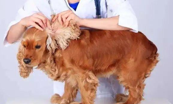 幼犬驱虫多久做一次