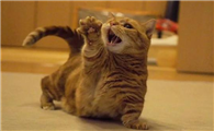小猫用前爪推你是什么意思