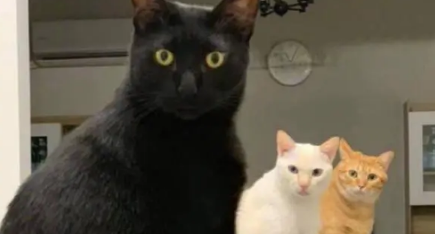 铲屎官加班错过喂猫时间,回到家后,猫咪排成一排集体生气 铲屎官加班错过喂猫时间,回到家后,猫咪排成一排集体生气