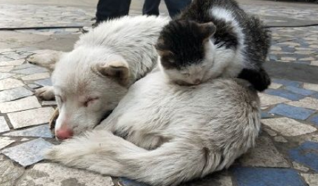 流浪猫狗伤了人,谁来担责 流浪猫狗伤了人,谁来担责