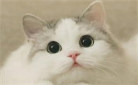 怎样判断猫是不是得了胰腺炎