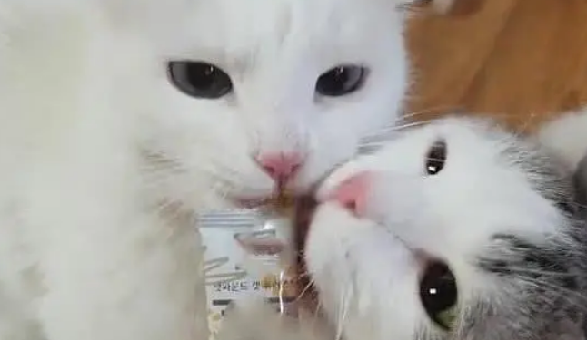 两只猫抢食物吃,接下来的动作令人笑喷,猫:哎,咬到我舌头了 两只猫抢食物吃,接下来的动作令人笑喷,猫:哎,咬到我舌头了