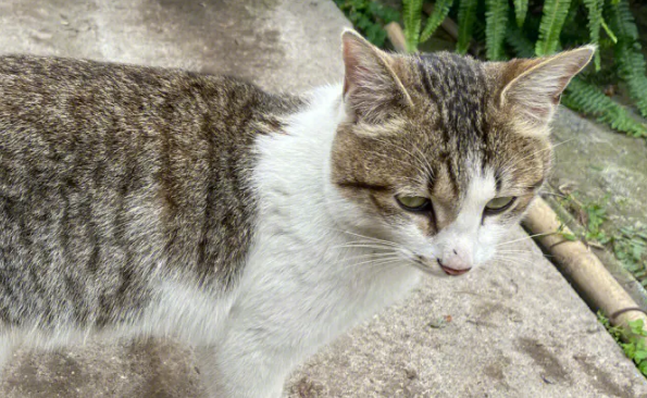 小区流浪猫抓伤业主，物业公司要不要赔？