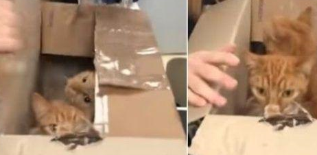 英国出现虐猫事件,密封纸箱中装着11只猫,猫咪差点被闷死 英国出现虐猫事件,密封纸箱中装着11只猫,猫咪差点被闷死