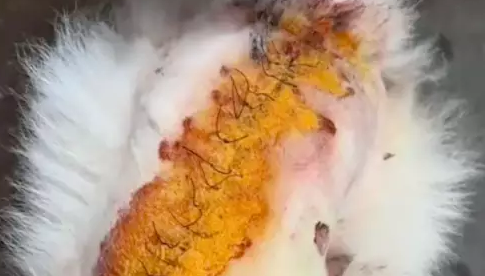 萨摩耶被长期虐待,遭砍伤后流浪了4天,脖子上还戴着电击项圈 萨摩耶被长期虐待,遭砍伤后流浪了4天,脖子上还戴着电击项圈