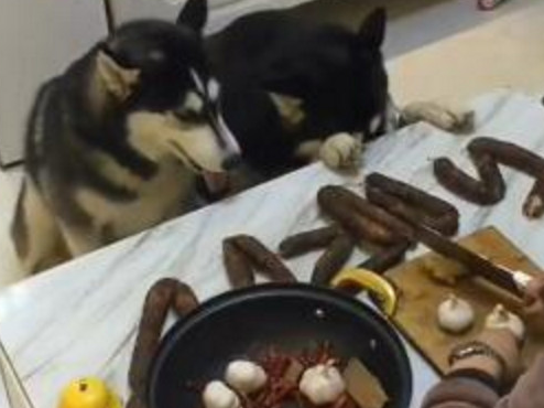 二哈犯错屡教不改,看到主人拿出菜刀后,立马低头忏悔,让人笑喷 二哈犯错屡教不改,看到主人拿出菜刀后,立马低头忏悔,让人笑喷