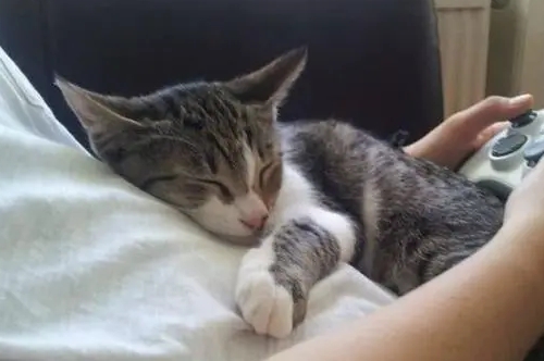 小猫为什么喜欢趴在主人身上睡觉