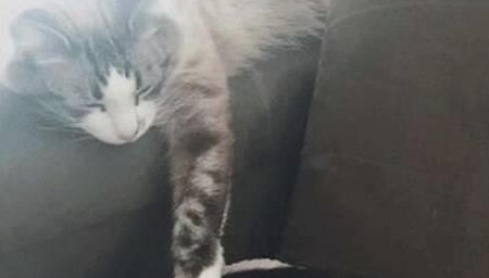 泪目!猫猫1秒认出去世猫好友遗物,意外举动感动网友 泪目!猫猫1秒认出去世猫好友遗物,意外举动感动网友
