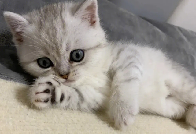 银渐层猫多少钱一只