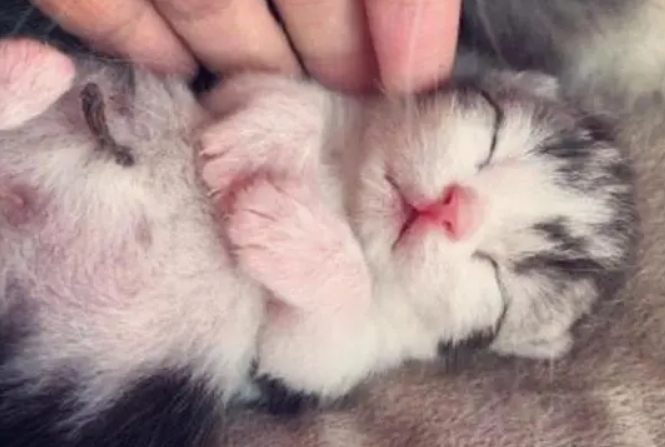 小猫没奶吃怎么喂养