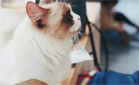 养猫能买芍药吗
