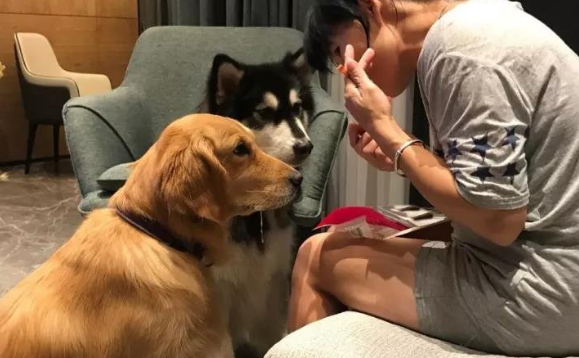 为什么说狗养8年就不能养了 为什么说狗养8年就不能养了