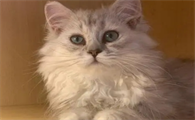 金吉拉公猫体重多少斤正常