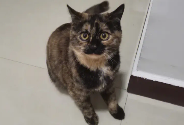 玳瑁猫有什么特点?玳瑁猫性格怎么样? 玳瑁猫有什么特点?玳瑁猫性格怎么样?