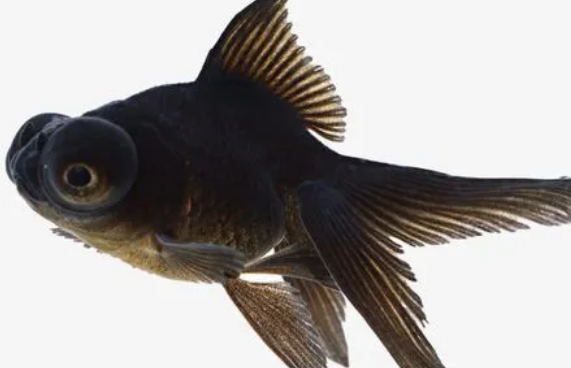 黑色金鱼有哪几种