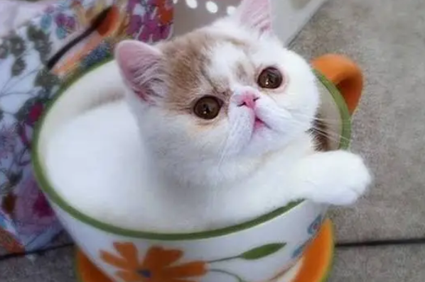 怎么训练茶杯猫上厕所,茶杯猫上厕所训练法 怎么训练茶杯猫上厕所,茶杯猫上厕所训练法