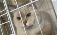 有没有专门收猫的