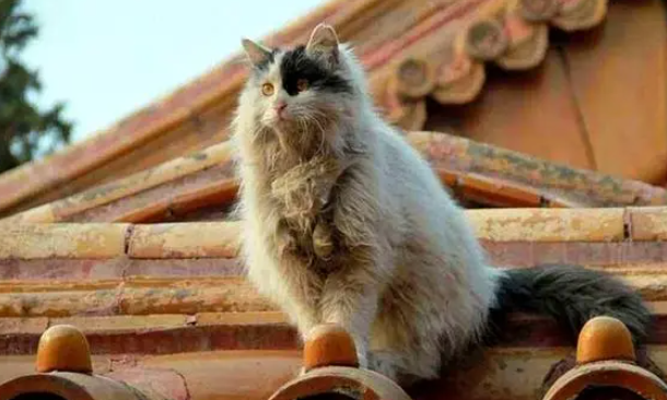 「猫咪传奇」故宫御猫鳌拜 「猫咪传奇」故宫御猫鳌拜